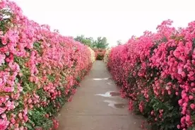 6种“爬藤花”长得快，家有小院种起来，适合搭建长长的花廊图片