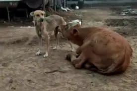 保定一狗子主动给牛犊当起奶妈，亲生儿子背过身去酸了图片