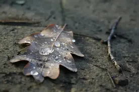 你爱闻的雨后泥土味，其实是细菌布下的“陷阱”图片