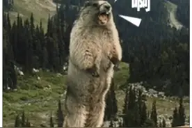 网红啊的土拨鼠，人人都在喂，据说有传染肺鼠疫风险，是真的吗？图片