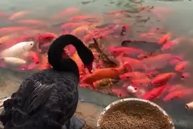 大鹅喂鱼食，鱼吃了个“寂寞”，鹅爱上了大金鱼图片