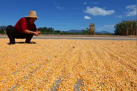东北玉米东北贸易商、粮商太难了图片