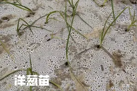 洋葱几月份移栽最好？怎样移栽，有哪些技术要点图片