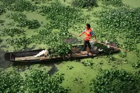 入侵我国泛滥的水葫芦，弱点实在太搞笑，只用一招就能将它们团灭图片