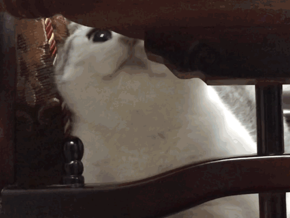 养猪换东西游戏（抓猪养猪还可以给猪配种）