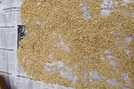 海南生产的水稻新种如何打破种子休眠，提高发芽率？附实操方法图片