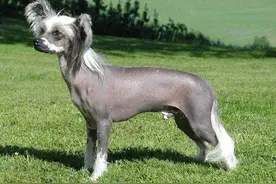 最怕冷的7种狗狗，天冷时真的“冻成狗”图片