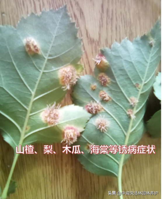 锈病的发生与防治，这些问题点您都知道了吗？