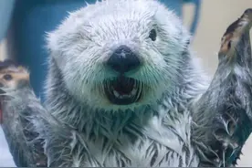 小海獭实在太可爱了图片