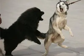 1925年，一群狗在风暴中往返一千公里，拯救了镇上的所有小孩图片