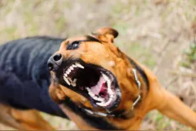 狂犬病致死率100%，十日观察法有用吗？专家：在我国并不适用图片