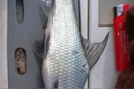 “红尾鲫鱼”现身珠江，外来入侵物种？网友：希望它泛滥成灾图片