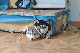 同样是狗，二哈的智商为什么这么感人？图片