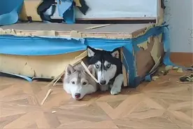 同样是狗，二哈的智商为什么这么感人？图片