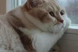 喵八家族，有你们真好图片