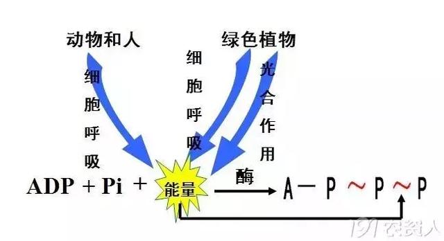 褰卞搷鑶ㄦ灉鐨勫崄澶у厓绱狅紒浣犻兘鐭ラ亾鍚楋紵
