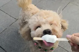 小狗芒果成长记图片