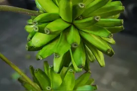 喜树，一种特别的树。可抗癌，给人类带来福音，的确该叫喜树图片