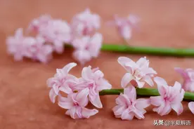 拿到岳父母30万存款，丈夫转身借给他弟弟买婚房，妻子报警抓家贼图片