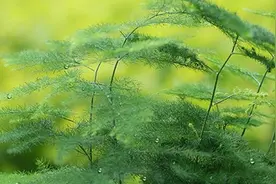 用什么水浇文竹最好图片