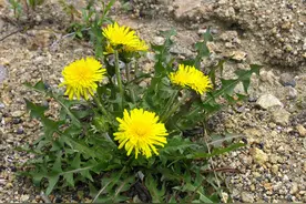 蒲公英3个季节都有，别错过最佳采挖晾晒时间，错过还要等一年图片