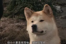 主人去世后“小八”回到涩谷车站等待了主人9年，于1935年离世视频封面