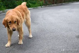 小哥被大金毛一路尾随，想赶走它时，看见金毛的眼神，他犹豫了图片