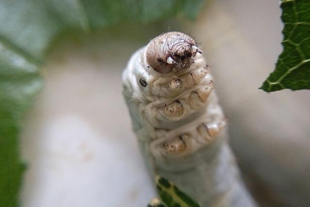 蚕有眼睛吗 蚕有眼睛吗?_品学知识网