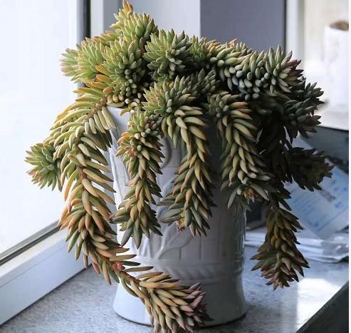 60种多肉悬崖桩大赏,据说只要是多肉控就抵挡不住悬崖桩的诱惑