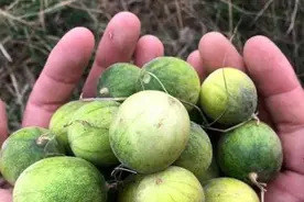 农村80后经典记忆的屎瓜，自带“味道”，为什么会成为抢手货？图片