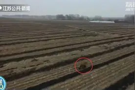 意外遭遇野生野兽怎么办？专家：人养的更可怕图片