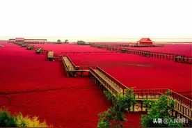 「美文」红海滩的红图片