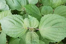 苏子叶的几种吃法图片