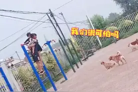 辽宁一家三口散步时遇见一群狗，被吓得爬上健身工具瑟瑟发抖图片