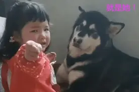3岁女儿被宝妈训哭，转头就向狗子“告状”，哈士奇：我也很为难图片