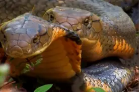 毒蛇之中的蛇王，世界上唯一会筑巢的毒蛇，以其他的蛇类为食图片