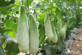 乡村振兴看平阴：来，吃一波春天里的高甜“网红瓜”图片