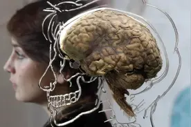 谷歌发布史上最强人类大脑「地图」，在线可视3D神经元「森林」图片