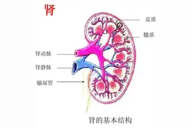 什么是肾囊肿？是否癌变或破裂？3大鉴别要点制定治疗方案图片