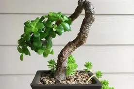 新手养金枝玉叶，了解掌握4个要点，枝干苍劲有力，养成漂亮盆景图片