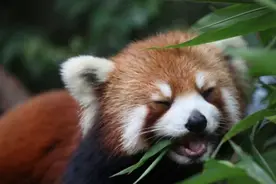 多样星球 | 声明：我不是大熊猫的“小时候”，更不是小浣熊图片
