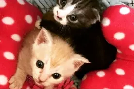 橘猫出生就失去两条后腿，它竟发明出“奇特走姿”，跑得比谁都快图片