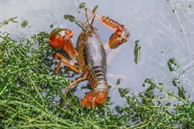 不能吃！英国拟禁止食龙虾、螃蟹等活物，原因：它们能够感知疼痛图片