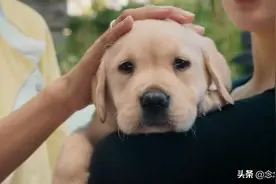 小Q：导盲犬飞扑救主人，两包纸巾都不够，泪点太低建议不要看图片