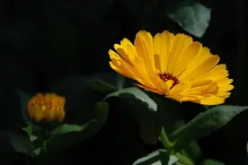 做人再老实，也需要这四种“硬气”图片