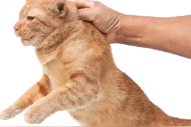 一把捏住老虎的后颈，会有什么后果？它会不会像猫一样变乖巧？图片