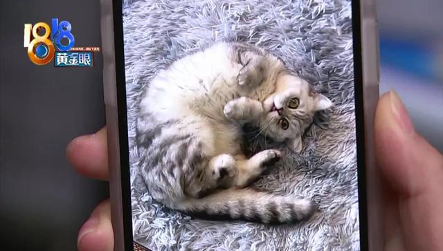 小猫死在烘干箱，是温度过高还是突发心脏病？