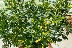 阳台盆栽“新宠”—米兰花，终年常绿，三季开花，花开时满室飘香图片