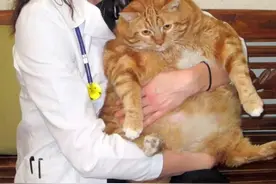 40斤胖橘用3年瘦成闪电，全网直呼：我还不如一只猫…图片