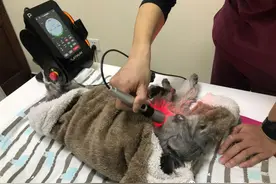 一例激光治疗犬褥疮的临床体会图片